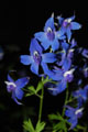 mountain larkspur